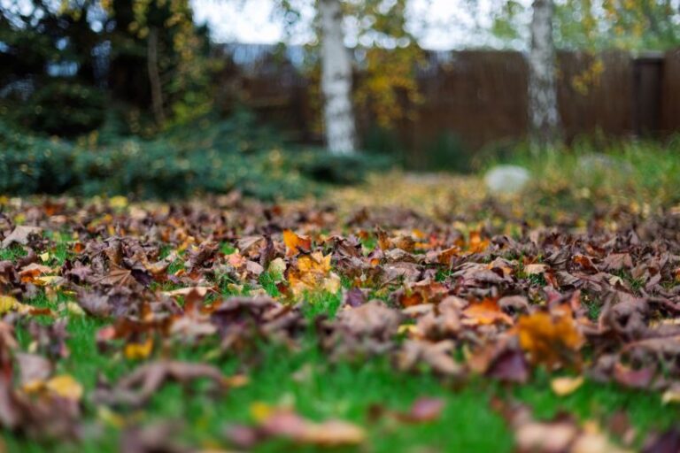 A low-angle view of fallen orange, brown, and yellow autumn leaves covering a green lawn, with birch trees and a wooden fence softly blurred in the background.