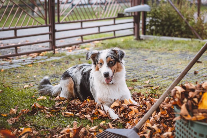 A dog with a blue merle coat lies in a pile of dry autumn leaves on a lawn with its tongue out, with a rake handle in the foreground and a metal gate behind it.