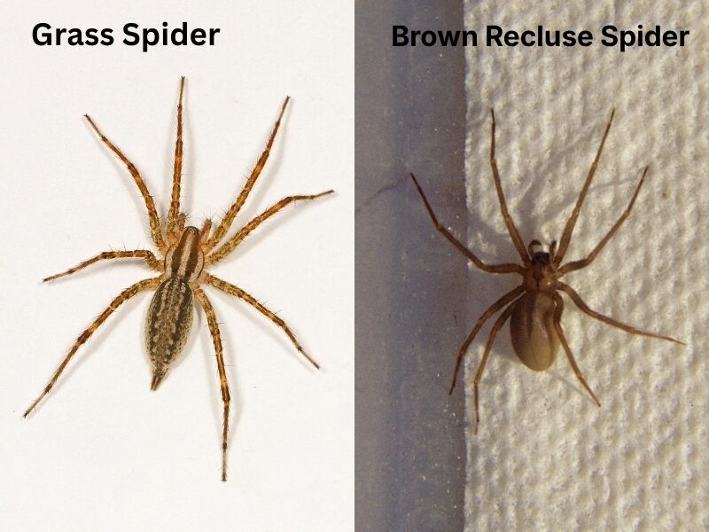 Side-by-side comparison of a grass spider and brown recluse spider, showing differences in body markings, legs, and coloration.