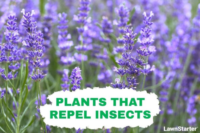 Blooming lavender flowers with tall purple spikes and green stems growing densely in a fragrant garden field during summer.