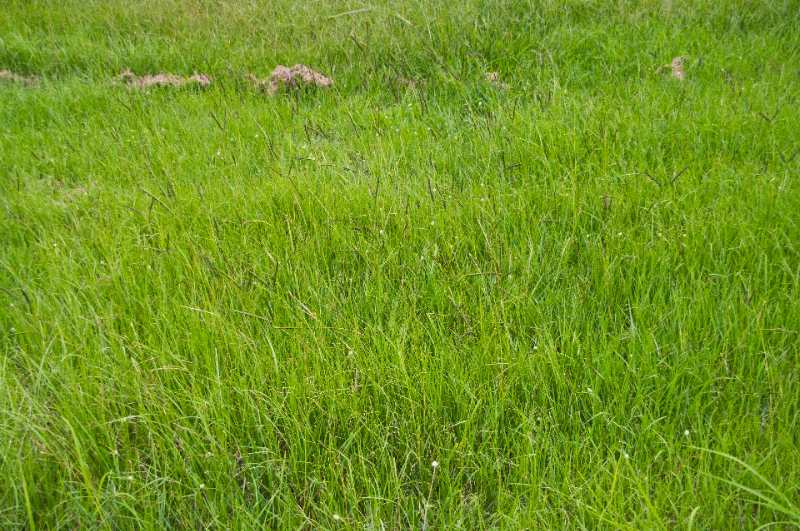 Field view of green Bahiagrass growing densely, showing tall blades and natural outdoor lawn texture across a grassy surface.