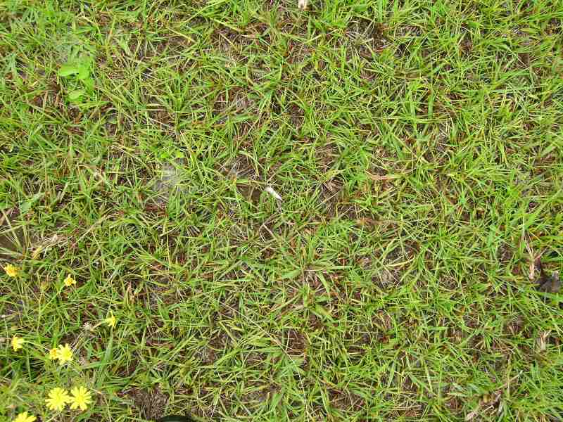 Sparse bahiagrass grows unevenly across exposed soil, mixed with small weeds and yellow wildflowers in a patchy lawn area.