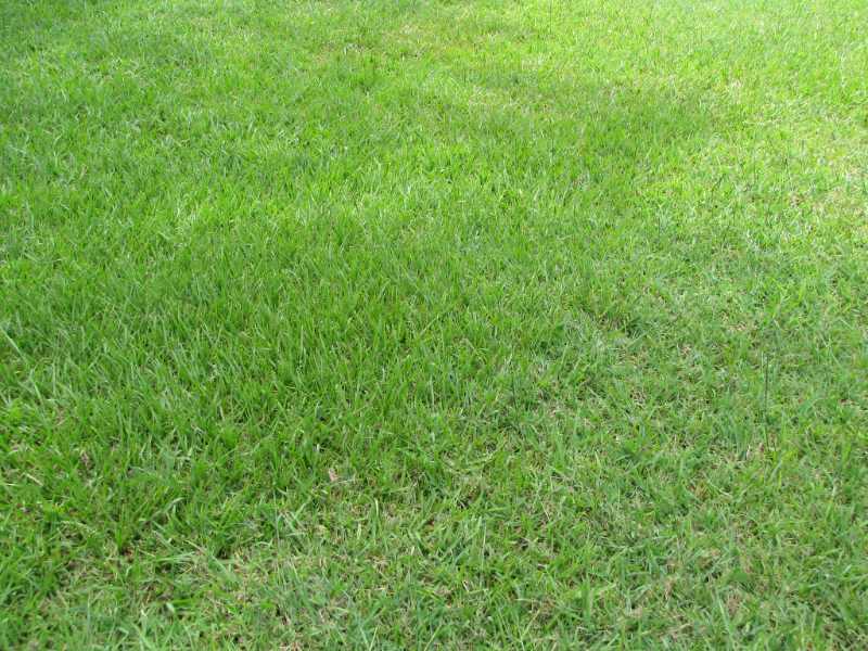 A green lawn covered with dense bahiagrass, showing uneven turf texture and natural outdoor ground growth in soft daylight.