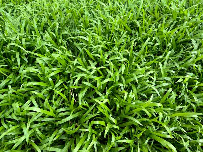 Dense carpetgrass blades growing closely together, forming a lush green ground cover for warm-season lawns and garden areas.