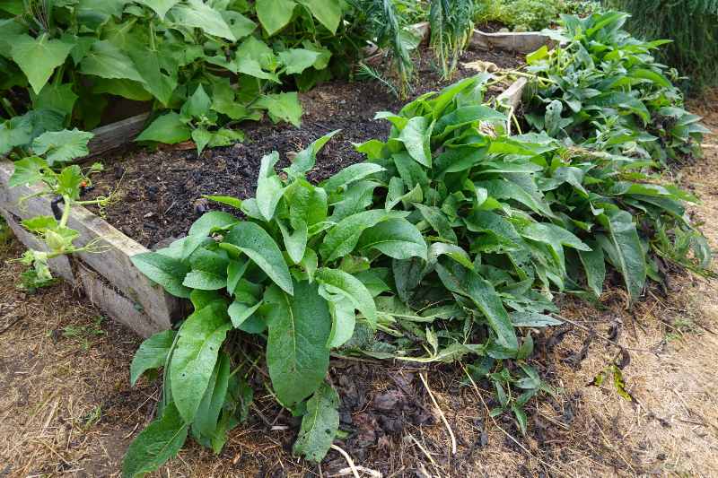 Comfrey plants growing beside a raised garden bed, with broad green leaves used for mulching and improving soil health.