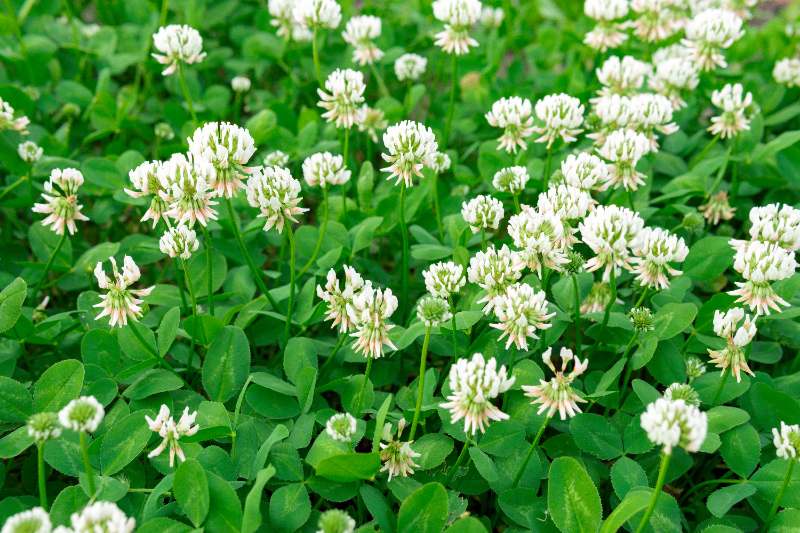 Dutch white clover blooming with small white flowers among dense green leaves, supporting soil health and natural lawn fertilization.