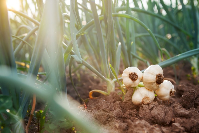 Fresh garlic bulbs rest in garden soil beneath tall green leaves, glowing softly in warm sunlight within a cultivated vegetable field.