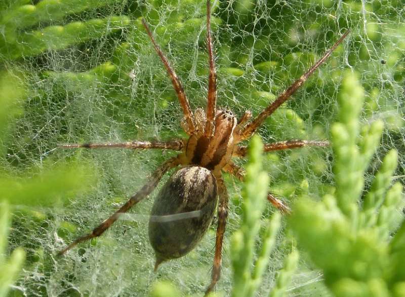 Grass spider rests on a sheet-like web among green leaves, showing long legs, brown body, and patterned abdomen.