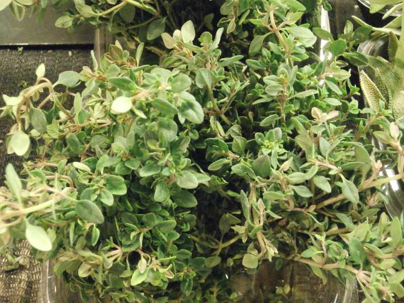 Fresh lemon thyme sprigs with small green variegated leaves and woody stems piled together, displaying aromatic culinary herb texture and foliage.