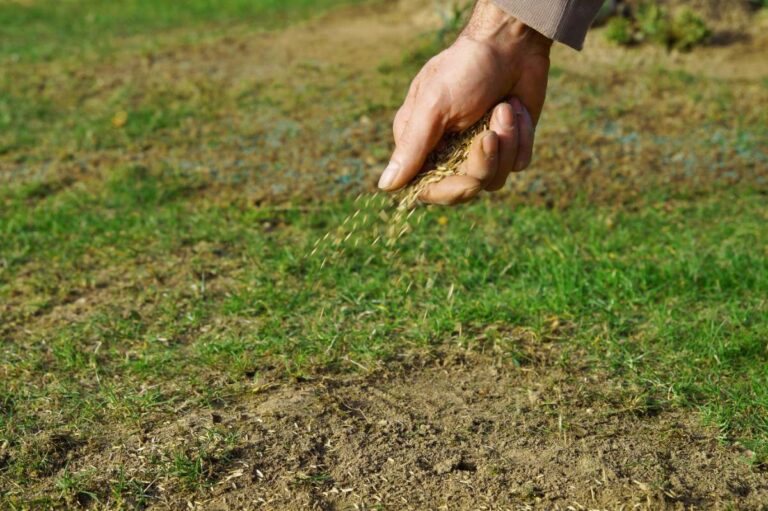 A close-up of a hand spreading grass seed over a patchy lawn area with sparse grass growth and bare soil, indicating lawn reseeding or overseeding.