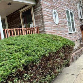 Bush Trimming by Chuyin's Lawn Care LLC reviewed on August 182025