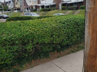Bush Trimming by Marvin Simmons for Jamie P. in Philadelphia, PA