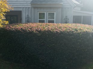 Bush Trimming by Ryan Landrigan for JaNice W. in West Columbia, SC