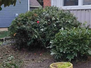 Bush Trimming by Steven J. Smith for Chris D. in Olathe, KS