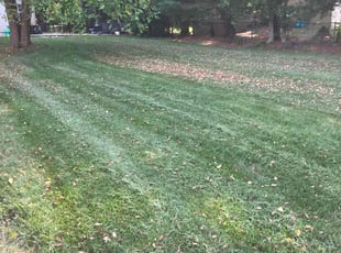 Lendo S.'s Lawn Service service result