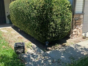Debbie H.'s Bush Trimming service result