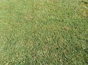 Daniel R.'s Lawn Care service result