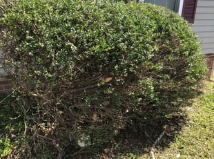 Bush Trimming by Amador Juarez for Regina C. in Charlotte, NC