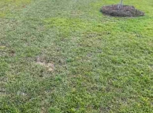 Kristi N.'s Lawn Mowing Service service result