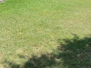 Ariel M.'s Lawn Mowing service result