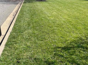 Steven P.'s Yard Cutting service result