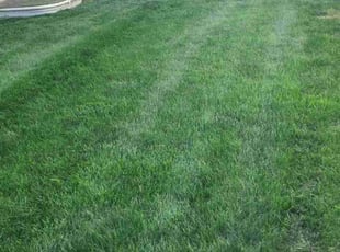 Venkata P.'s Lawn Mowing service result