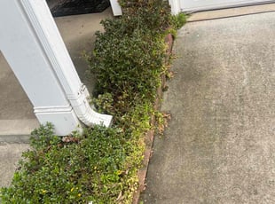 Bush Trimming by Marco Antenor for John R. in Charlotte, NC