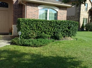 Bush Trimming by Linda Jones for Sandra G. in Porter, TX