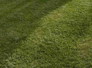 Nicole B.'s Lawn Mowing service result