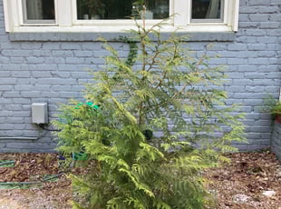 Bush Trimming by Deonta Knox for Joshua S. in Portsmouth, VA