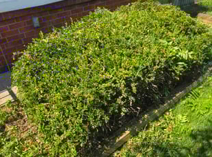 Bush Trimming by Brian Franz for Ananda R. in Chantilly, VA