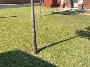 Sarah B.'s Lawn Service service result