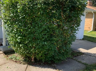 Bush Trimming by Walter Nowak for Sara W. in Grand Rapids, MI