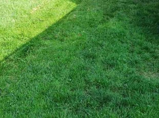 Ann D.'s Lawn Service service result