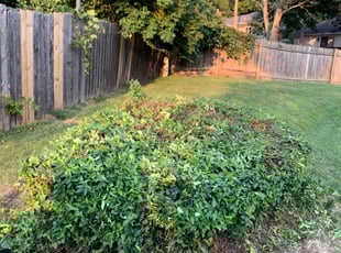 Bush Trimming by Bryant King for Alex W. in Independence, MO