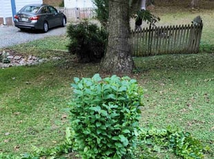 Bush Trimming by Vincent Guzman for Magelyn S. in Midlothian, VA