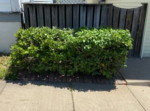 Bush Trimming by Justin Weber for Frank M. in McKeesport, PA