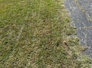Justine S.'s Lawn Mowing service result