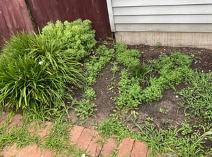 Weeding by Jaylin Muhammad Wickware for Joy G. in Edgewood, MD