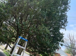 Bush Trimming by Ventura Duarte Guerra for Jamaal H. in Washington, DC