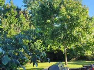 Vassel F.'s Lawn Mowing service result