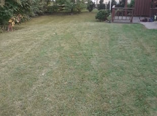 Bush Trimming by Ezekiel Stanley for Rahmo M. in Minneapolis, MN