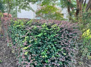 Bush Trimming by Justin Eballar for Aretha W. in Chesapeake, VA