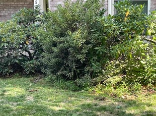 Bush Trimming by Michael Stenhouse for Jalen T. in Pittsburgh, PA