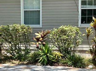 Bush Trimming by Jonathun Hardy for Katrina H. in Tampa, FL