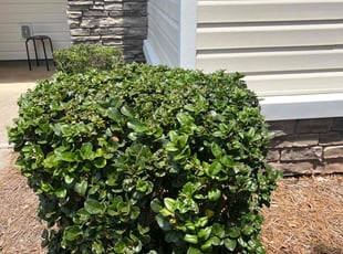 Bush Trimming by Milton Rodriguez for Sharna P. in Acworth, GA