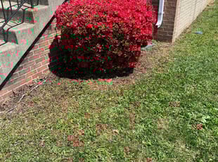 Bush Trimming by Harold Guzman for Rose B. in Montclair, VA