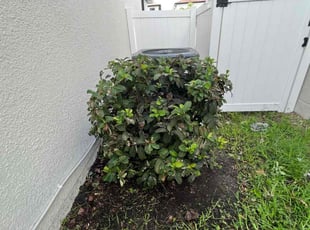 Bush Trimming by Elvin Aponte for "Shirah I. in Kissimmee, FL