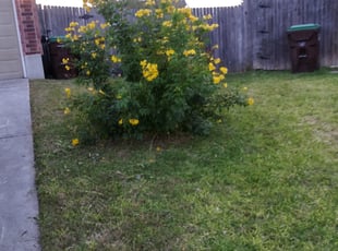 Bush Trimming by odniel padilla for Tacia R. in San Antonio, TX