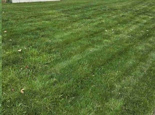 Jonathan D.'s Lawn Maintenance service result